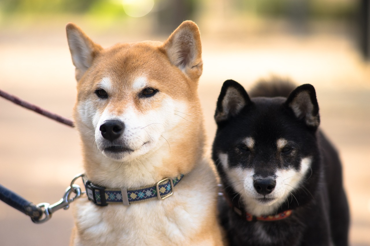 Hunde Coins